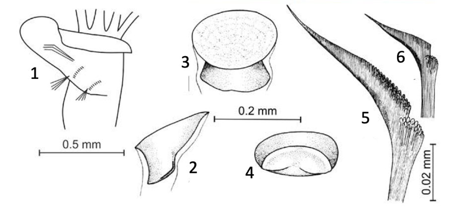 figure image